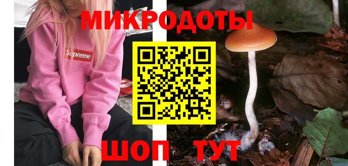 Северобайкальск  Псилоцибиновые грибы Psilocybe  Вход с VPN 